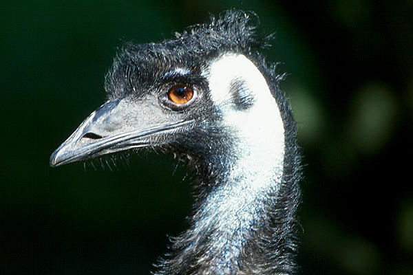 Emu