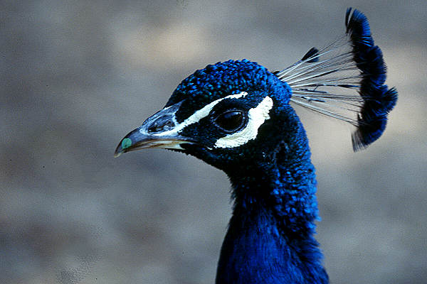 Pfau