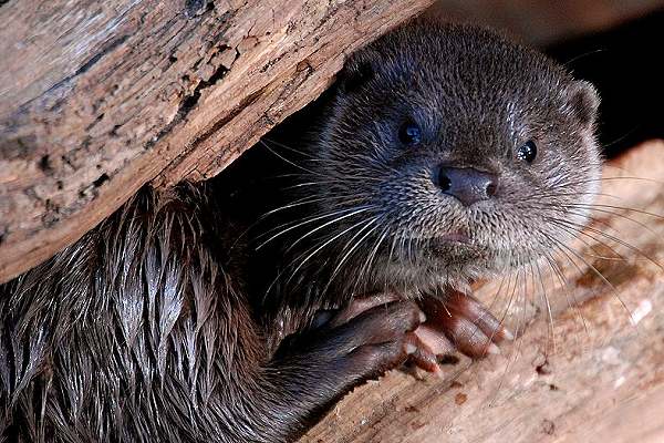 Otter