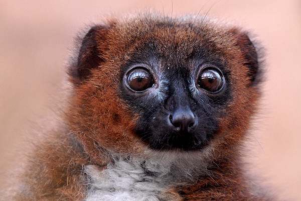 Lemur