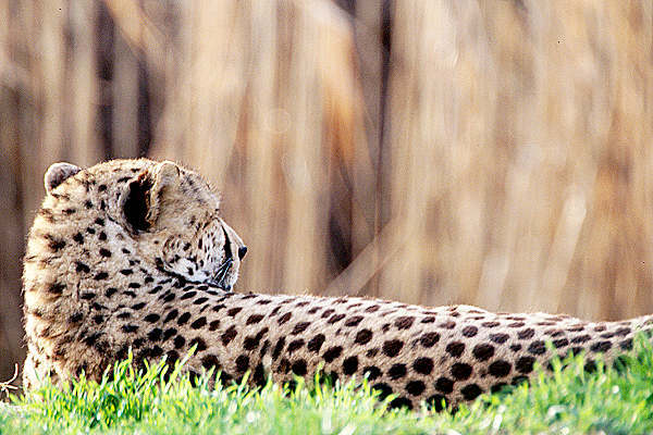 Gepard