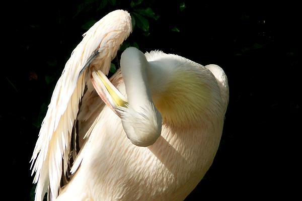 Zoo Hannover