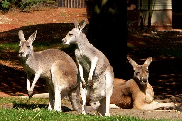 Zoo Hannover