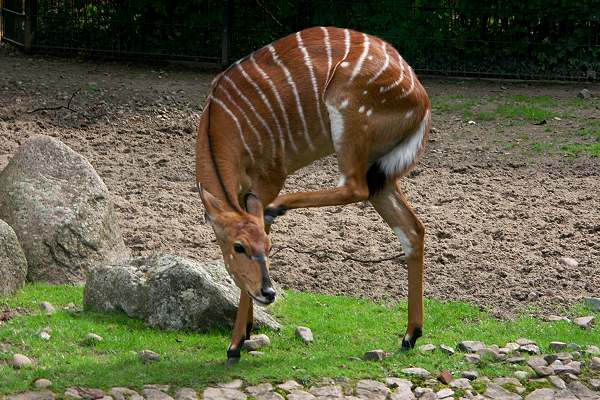 Zoo Hannover