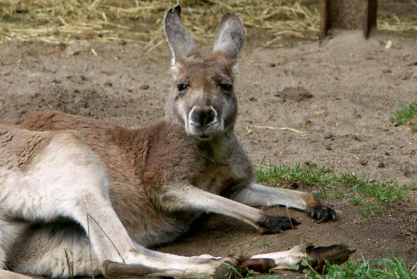 Zoo Hannover