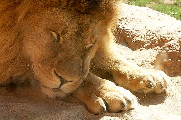 Zoo Hannover