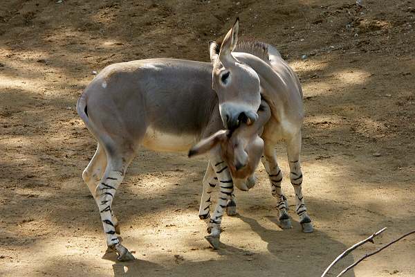 Zoo Hannover