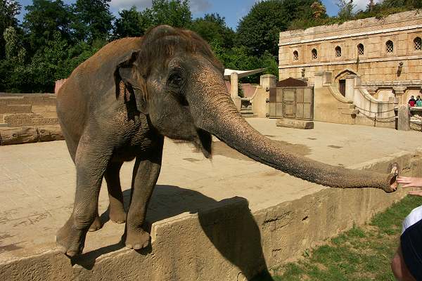 Zoo Hannover