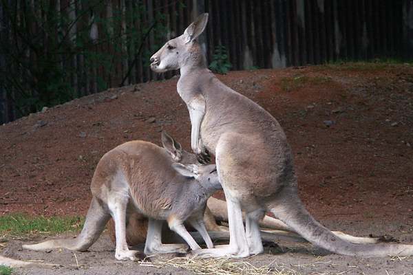 Zoo Hannover