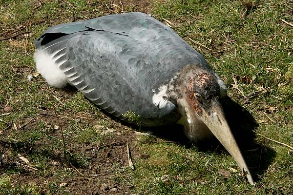 Zoo Hannover