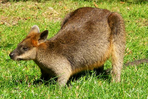 Zoo Hannover