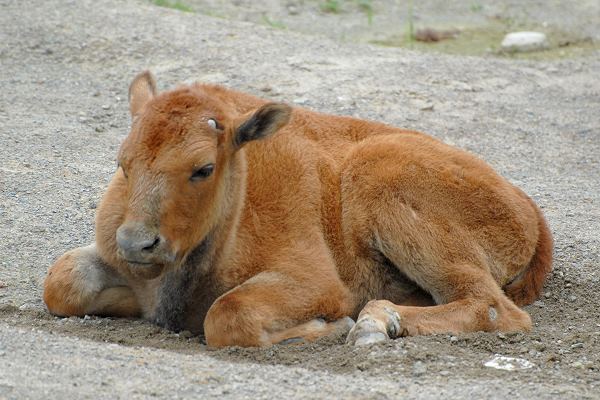 Tierkinder