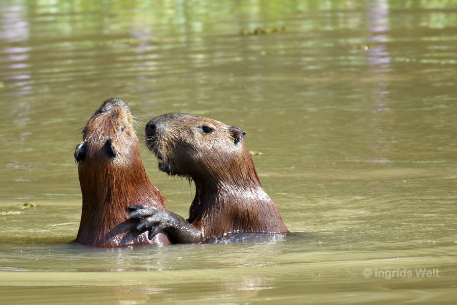 Capybaras und Riesenotter