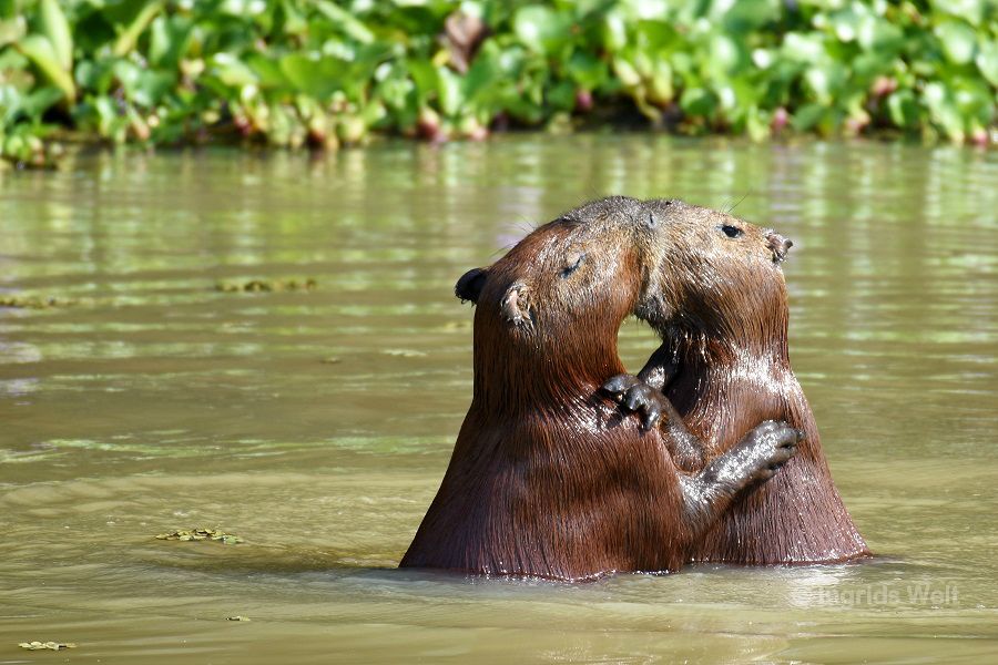 Capybaras und Riesenotter