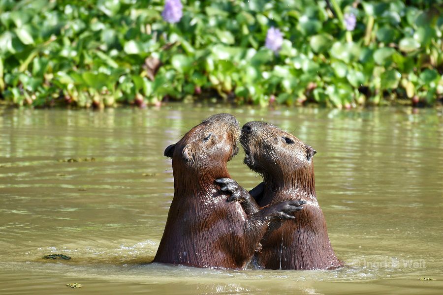 Capybaras und Riesenotter