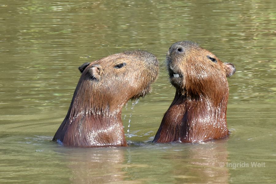 Capybaras und Riesenotter