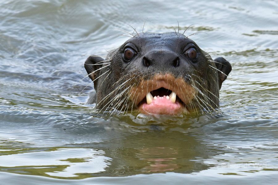 Capybaras und Riesenotter