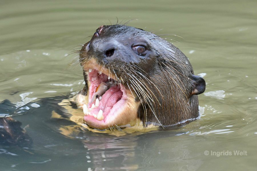 Capybaras und Riesenotter