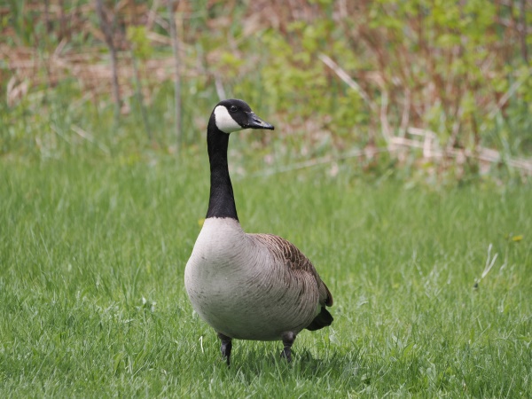 Kanada Gans