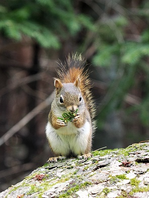 Hörnchen
