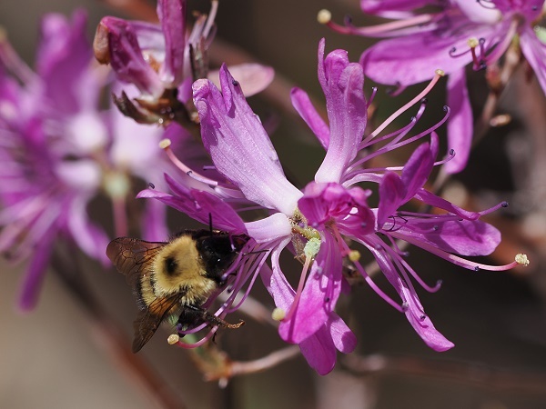 Blüte im Frühling