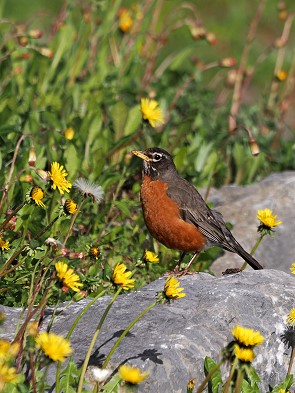 American Robin
