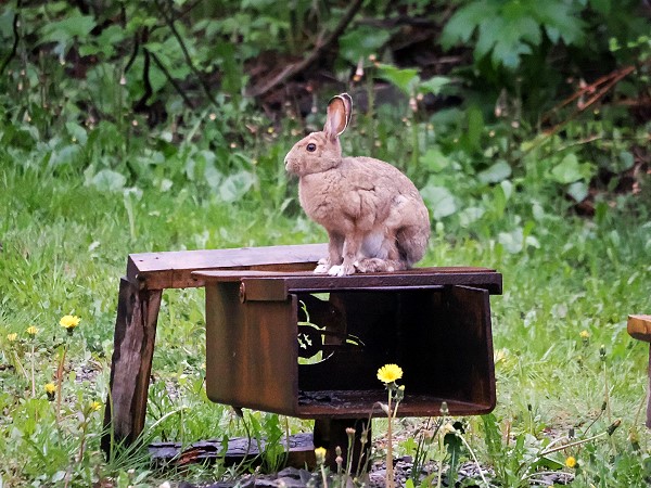 Hasi auf dem Grill