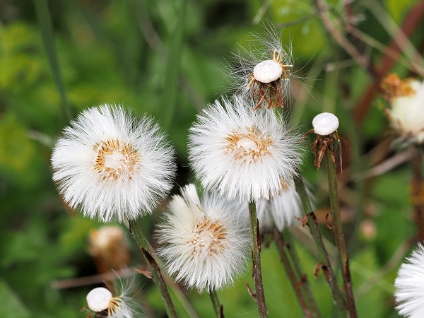 Pusteblumen