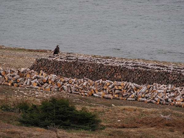 Adler auf Holzstapel