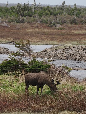 Moose