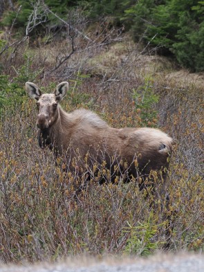 Moose