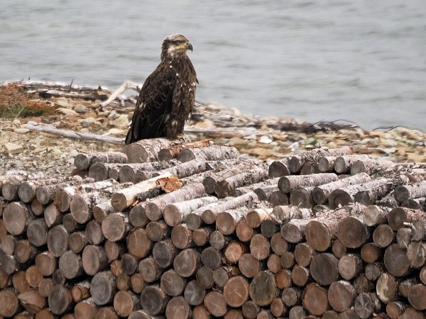 Junger Adler auf Holzstapel