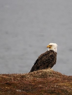 Weißkopf-Seeadler