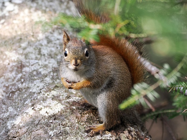 Amerikanisches Roth&ouml;rnchen