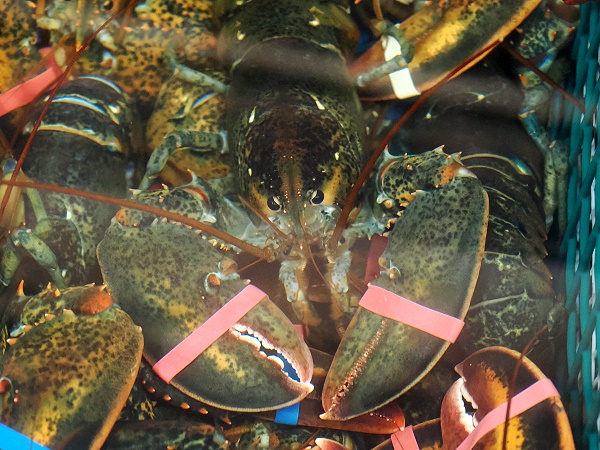 Lobster