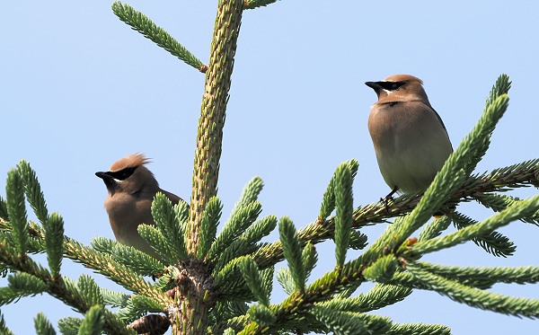 Cedar Waxwing