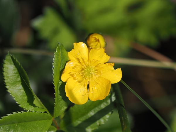 Blühende Eastern Mountain Avens