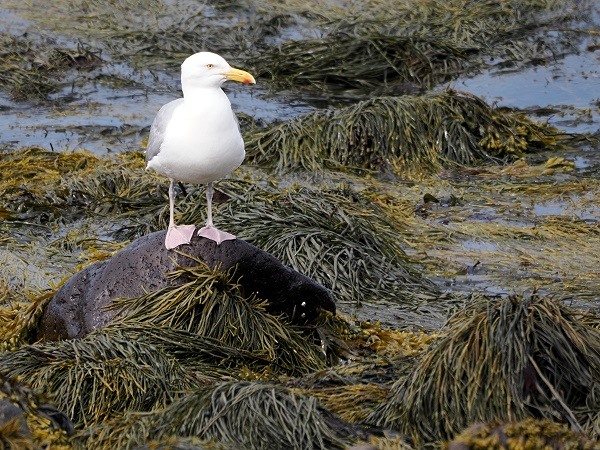 Möwe