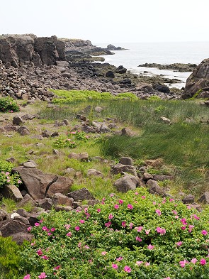 Küste