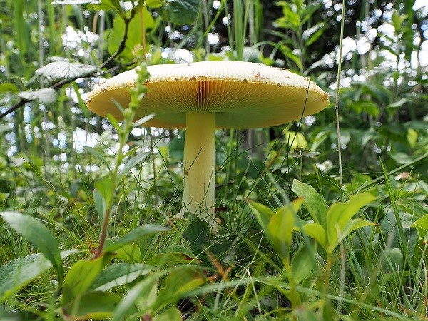 Pilz