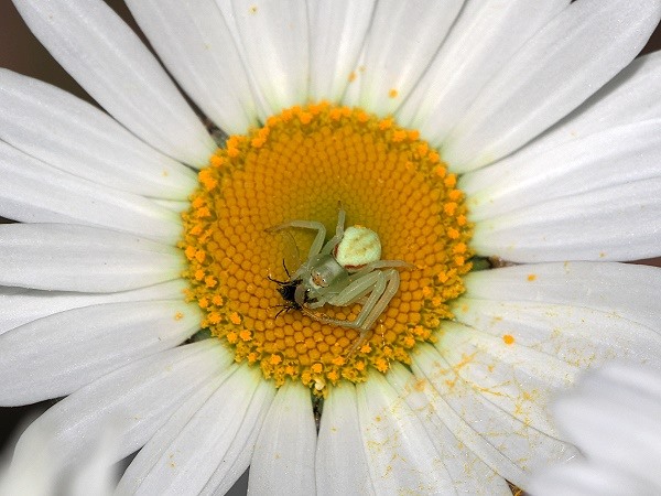 Krabbenspinne mit Beute