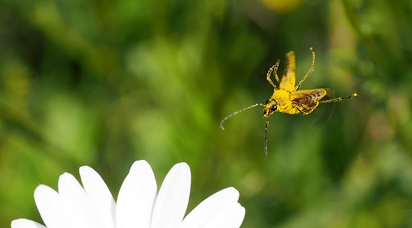 Fliegender Käfer