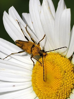 Yellow Velvet Beetle