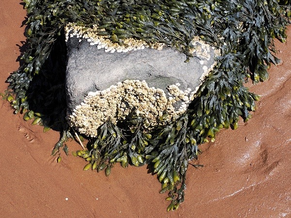 Muscheln und Seetang