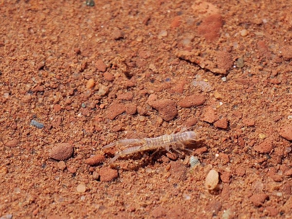 Krebstierchen, 3 mm