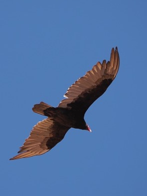 Geier