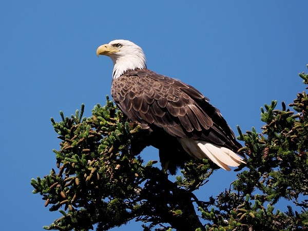 Weißkopf Seeadler