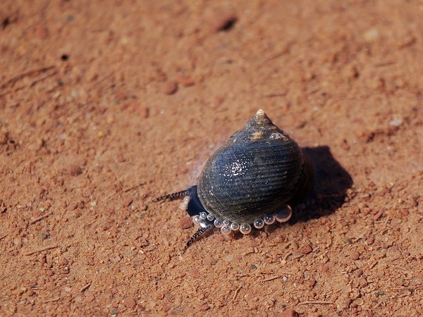 Schnecke