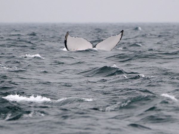 Walfluke