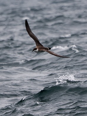 Im Flug erwischt
